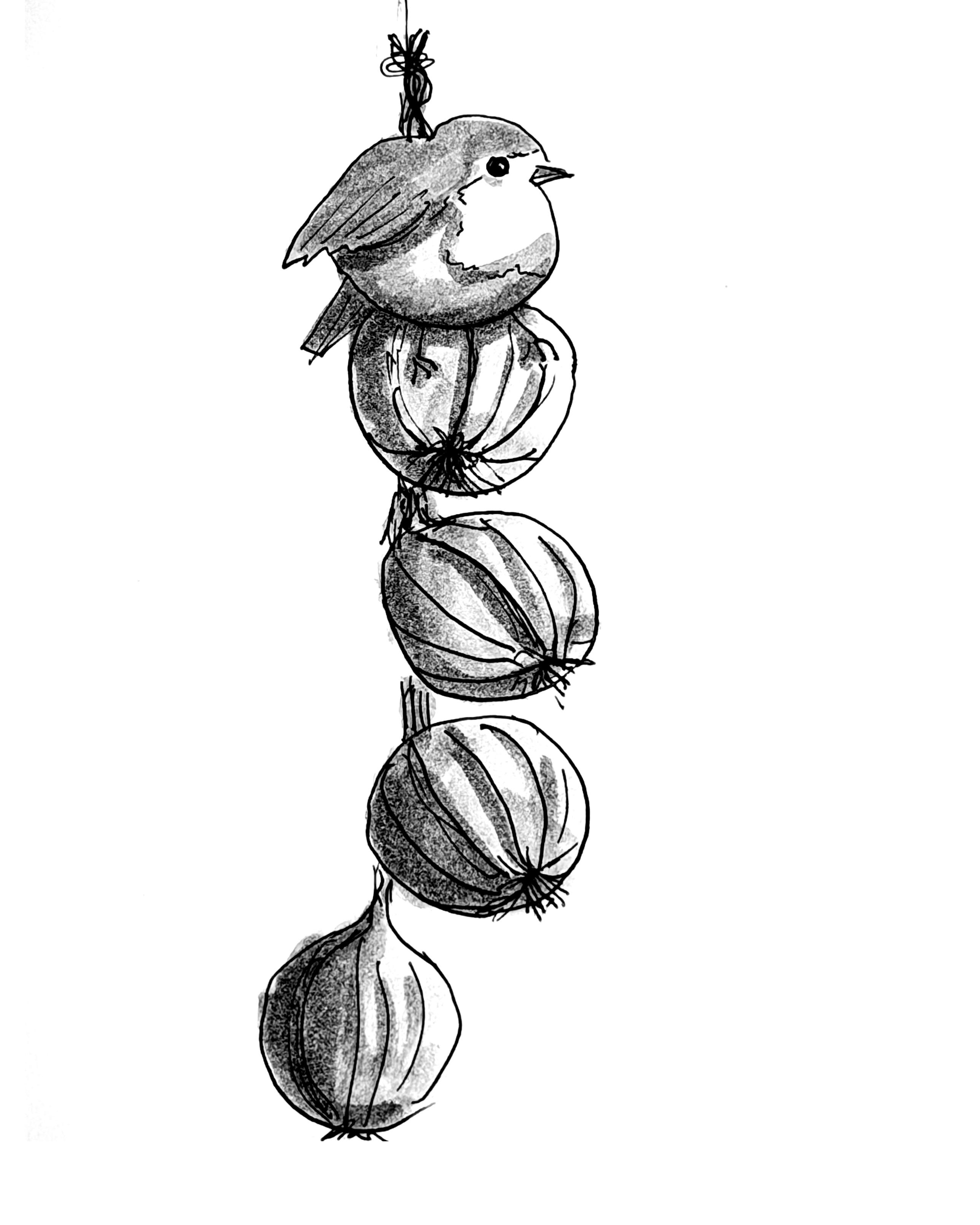 Ink sketch of a bird on a string of onions for the Inktober 2025 prompt “Onion”.