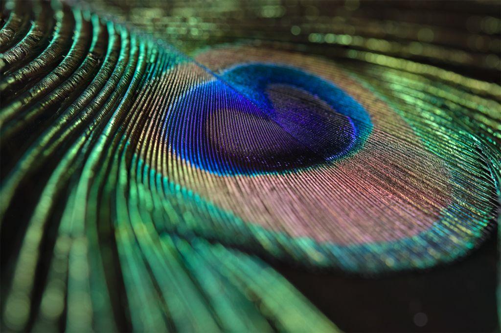 photo of the eye of a peacock's tail feather on a black surface.