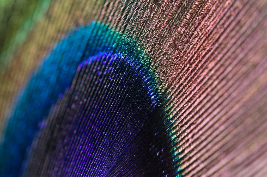 The contrast of dark violet and surrounding green-gold-bronze always stunning