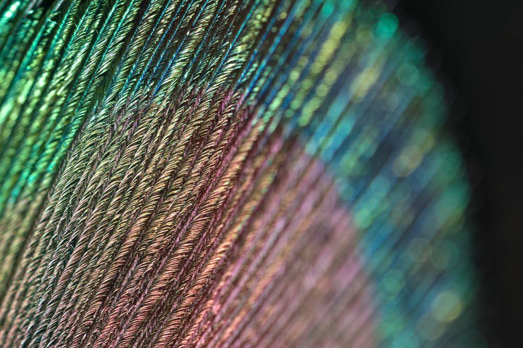 Close-up. Tiny iridescent brushes aligned