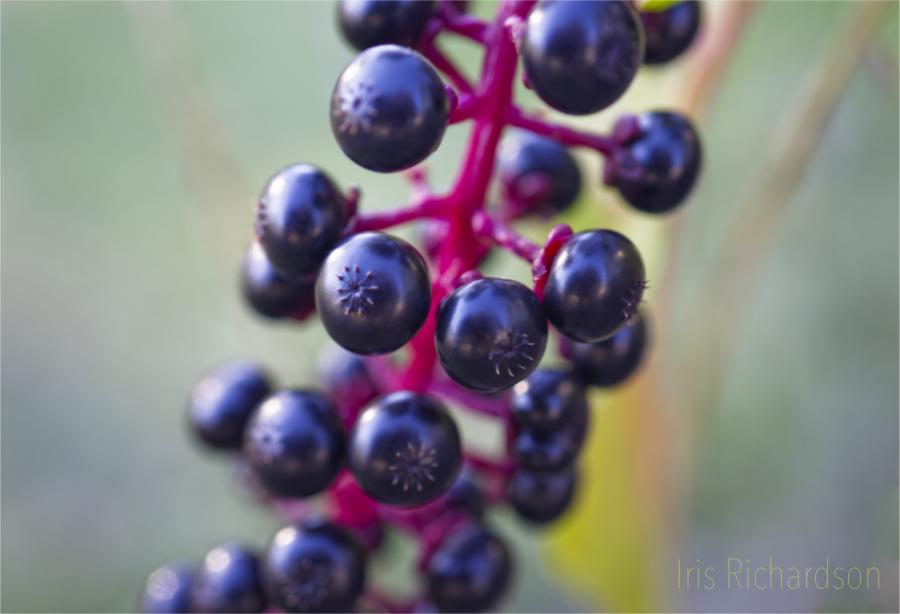 Pokeweed berries macro photograph