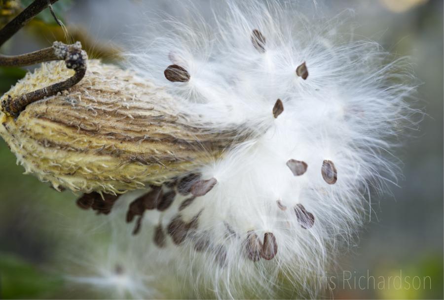 Milkweed seedpod exploding macro photograph