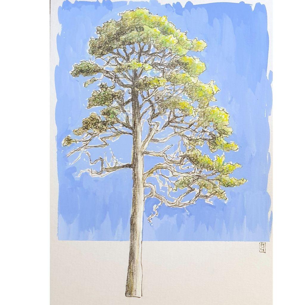 A drawing of a tall tree in green summer foliage on light grey paper with a blue background.
An original art work, please note that the frame is not included.
Colour pencil and mixed media on acid free toned artist paper
5 by 7 inches (12.7 by 17.8 cm).