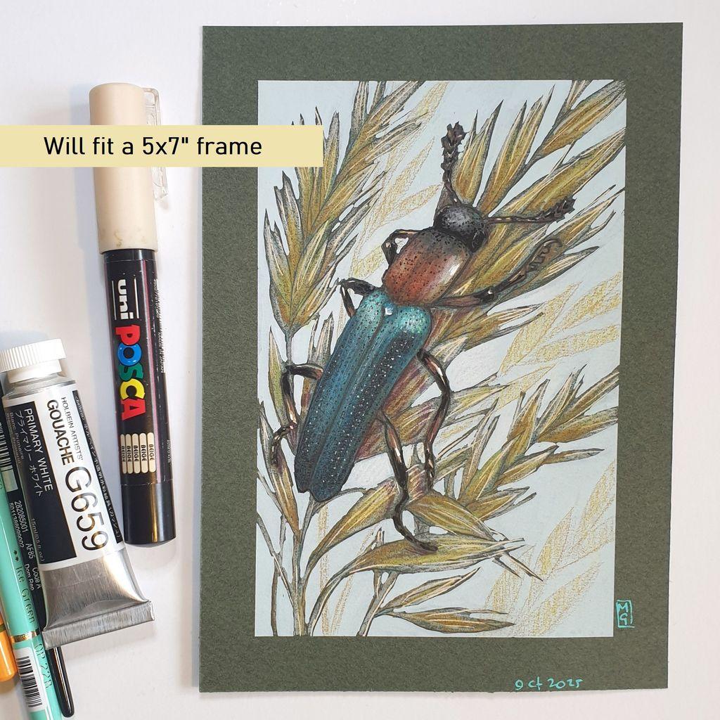 A small colour drawing of a long lizard beetle climbing a stalk of flowering grass. The beetle is brown, black and teal in colour, there is a light blue green background to the piece.
Lizard beetle is the name given to any of some 400 species of long, narrow beetles, most of which are found in Asia and North America.
An original art work, please note that the frame is not included.
Colour pencil and mixed media on acid free toned artist paper
5 by 7 inches (12.7 by 17.8 cm).