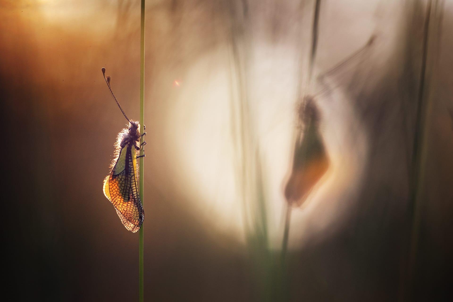 a photo by Nicolas Reytet of a moth perched on a green stalk, looking at its own shadow