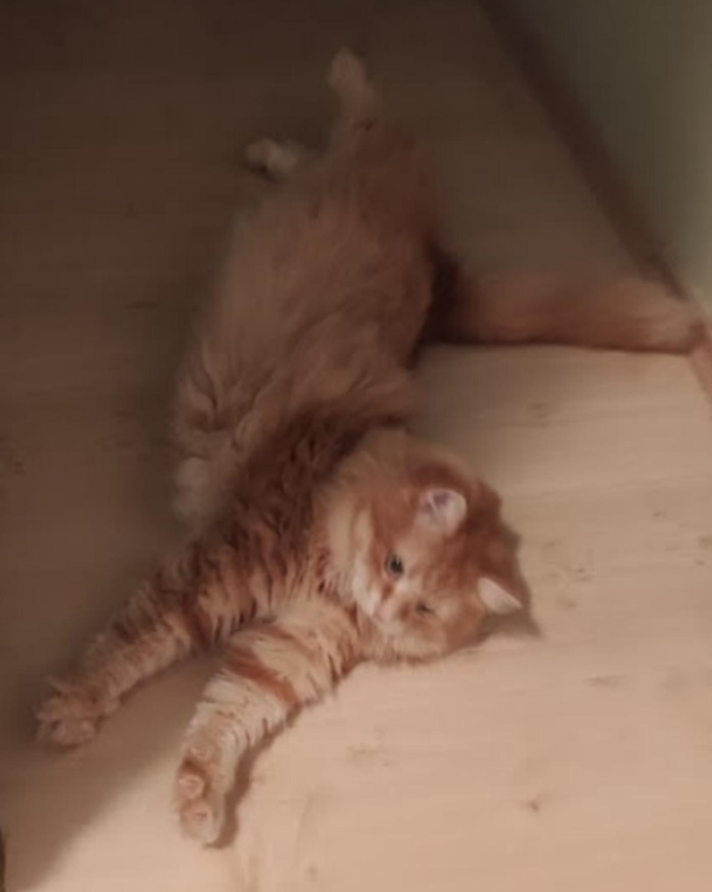 Photo of my siberian cat stretching on the floor in the same way