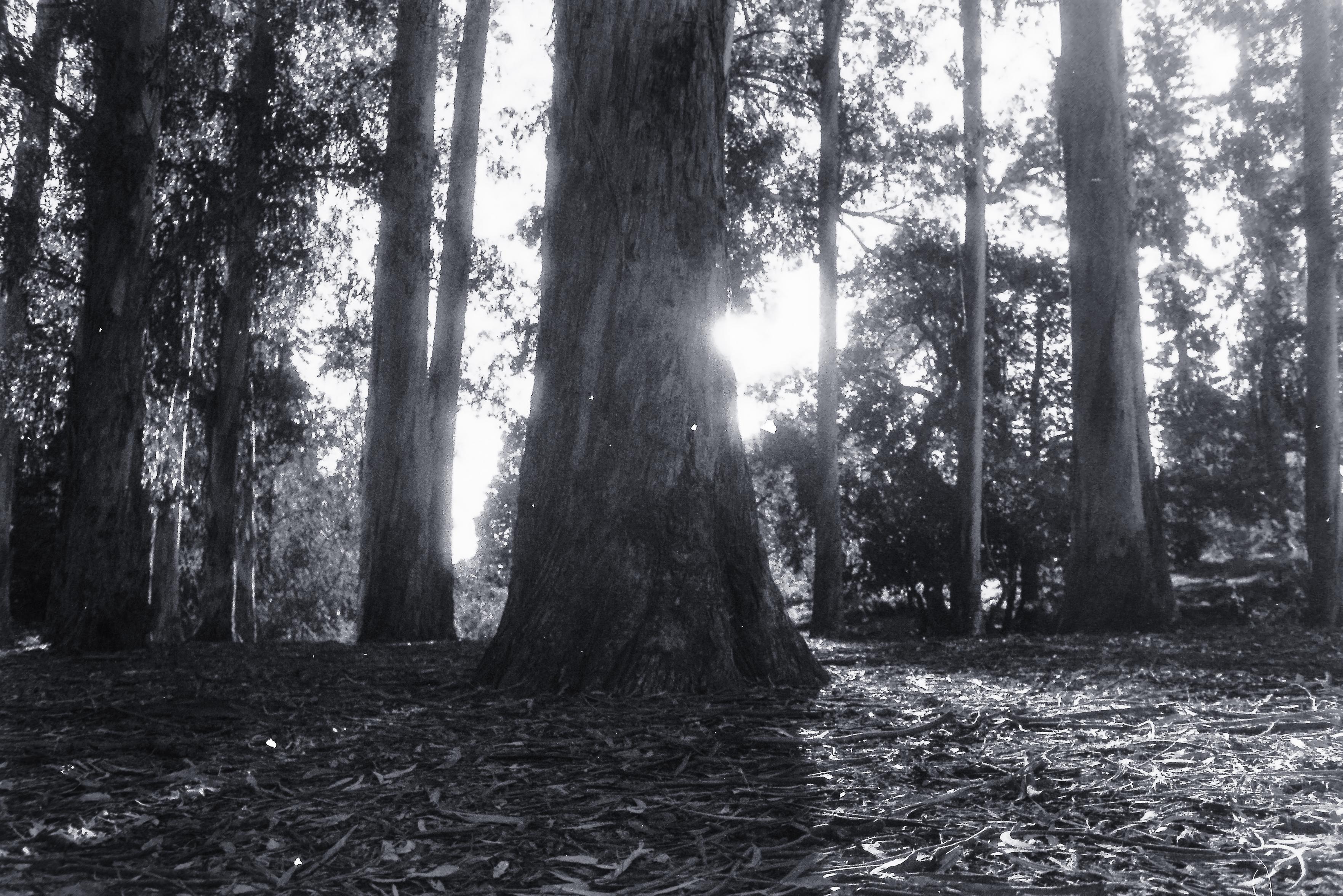 A view of the sun nearly eclipsed by a tree. The sun and tree are at due center in the image, with other of the grove scattered about to the sides.