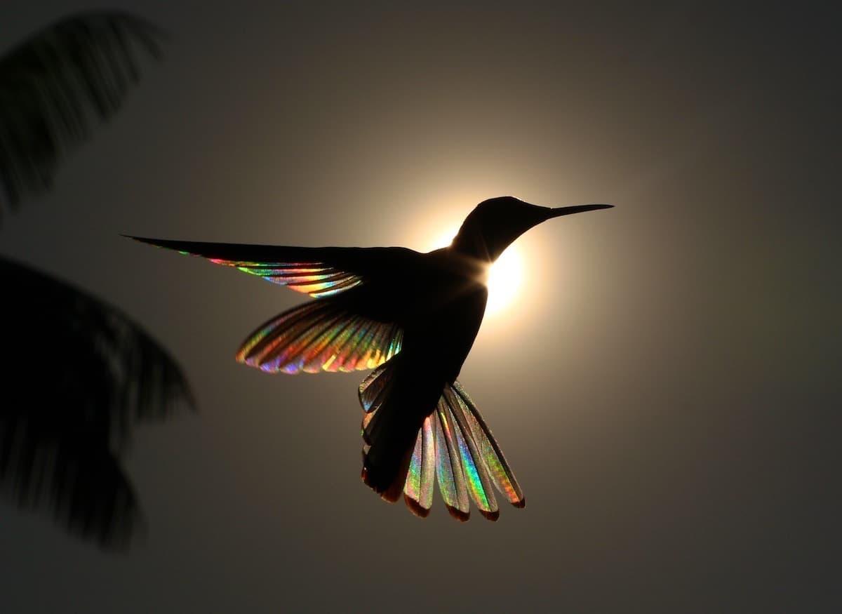 a bird with rainbow wings