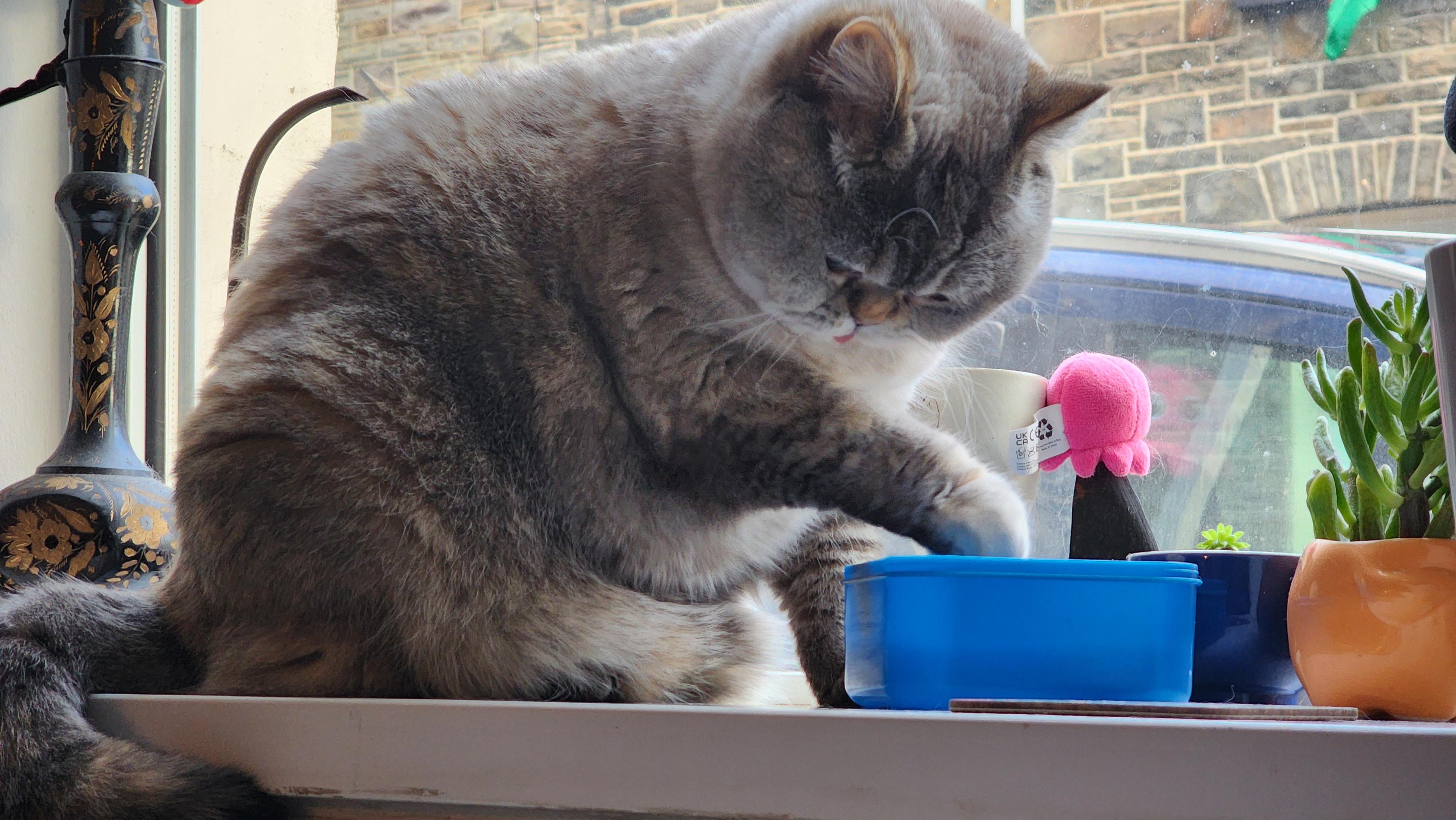 A big plushy grey-beige cat on a windowsil, one paw stretched out, her pink tongue just visible