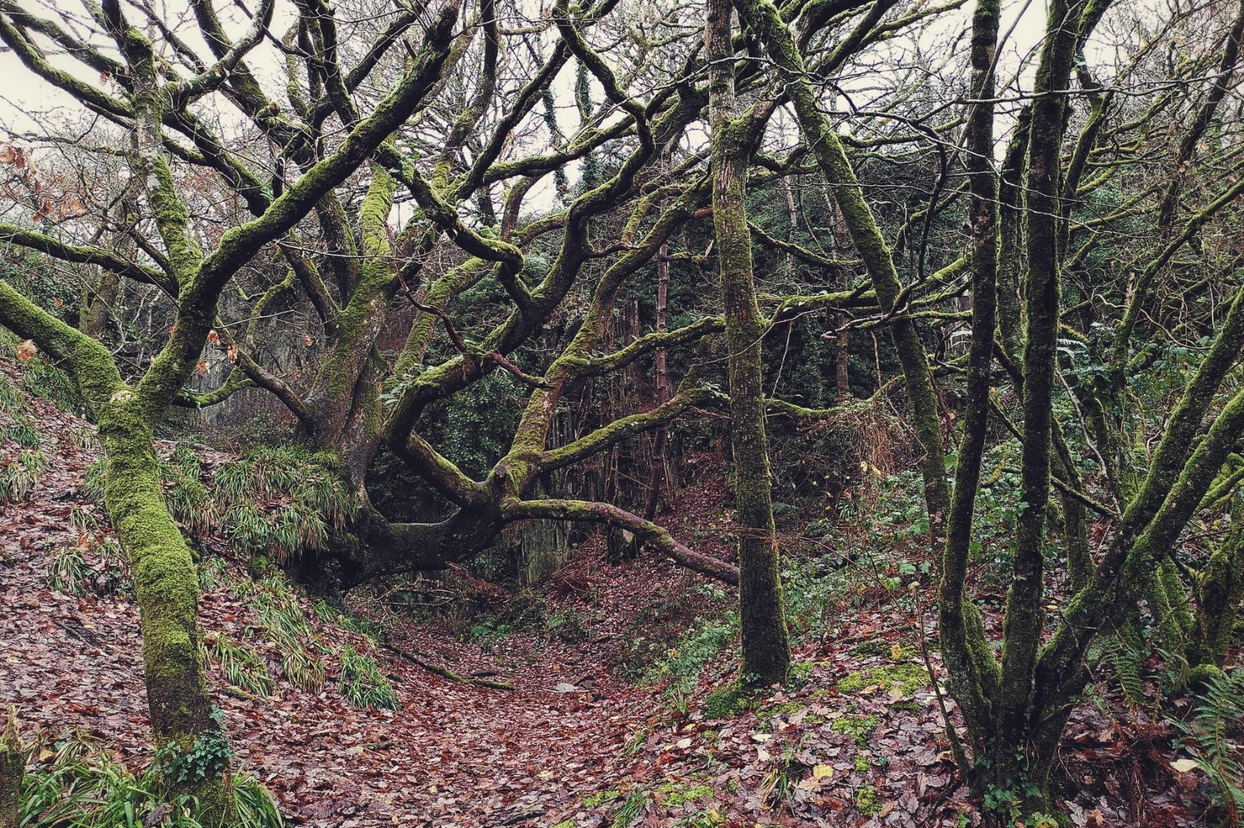 A horizontal colour photograph of a cluster of tall and twisty oaks covered in moss. The floor is blanketed in damp fallen leaves.