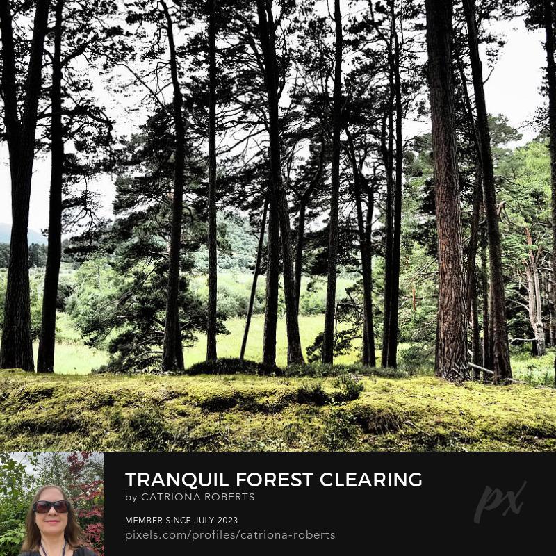 Coloured photograph featuring the design- 

Tranquil Forest Clearing in the Scottish Highlands.

I took this photo during a lovely summer nature walk through the Scottish Highlands. 

Features tall trees with slender trunks rising from a carpet of moss, creating a serene atmosphere. 

Sunlight filters through the canopy, casting gentle shadows. 

Click links on the main post for options.