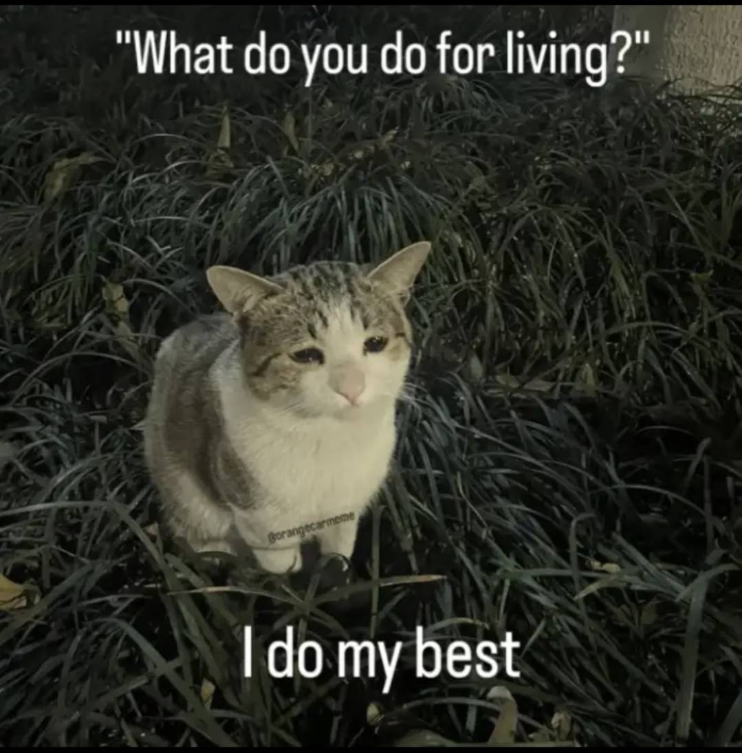 “What do you do for living?"
Sad and tired looking kitty cat sitting among grass
"I do my best"