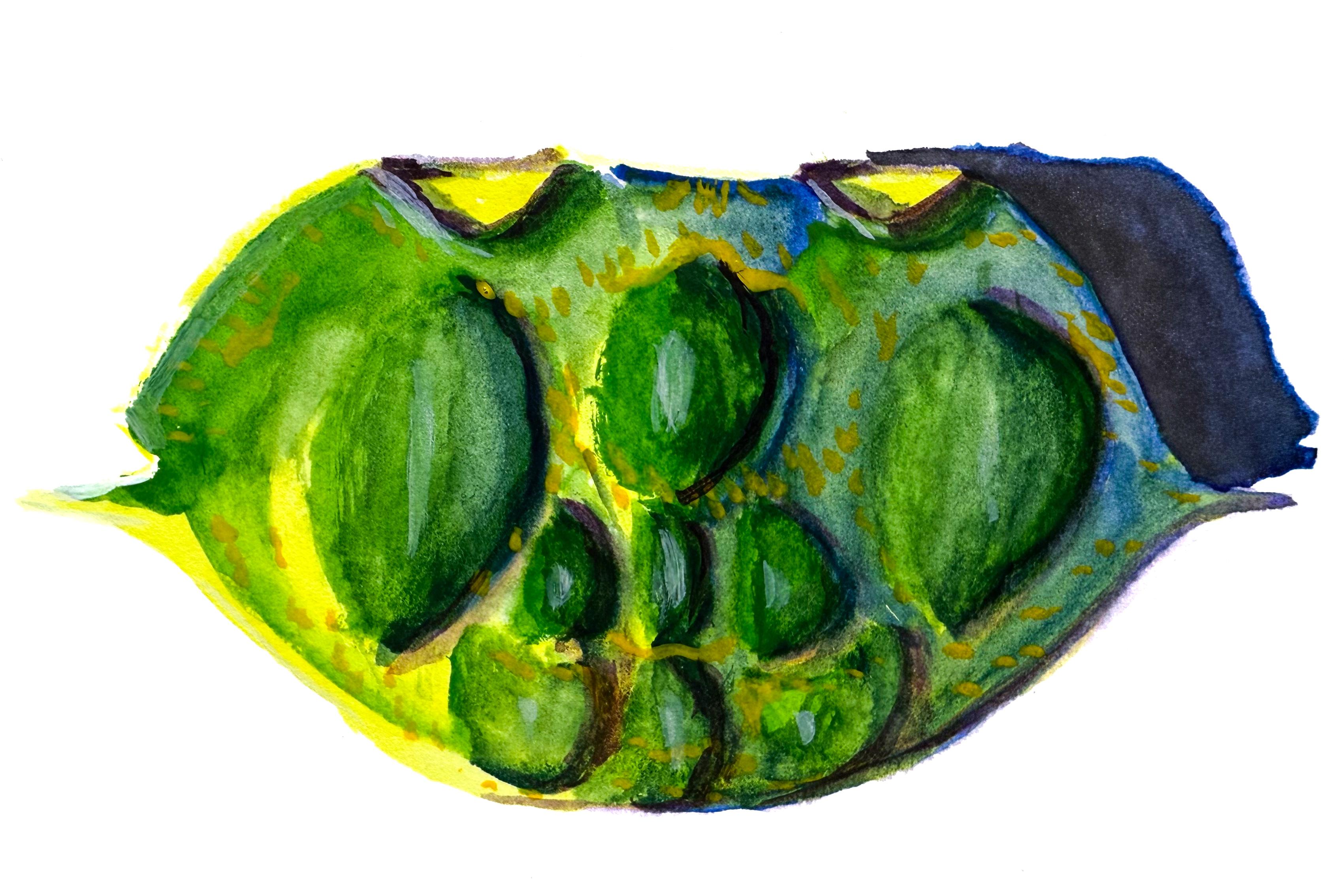 Gansai watercolour panting a of an empty crab shell. 