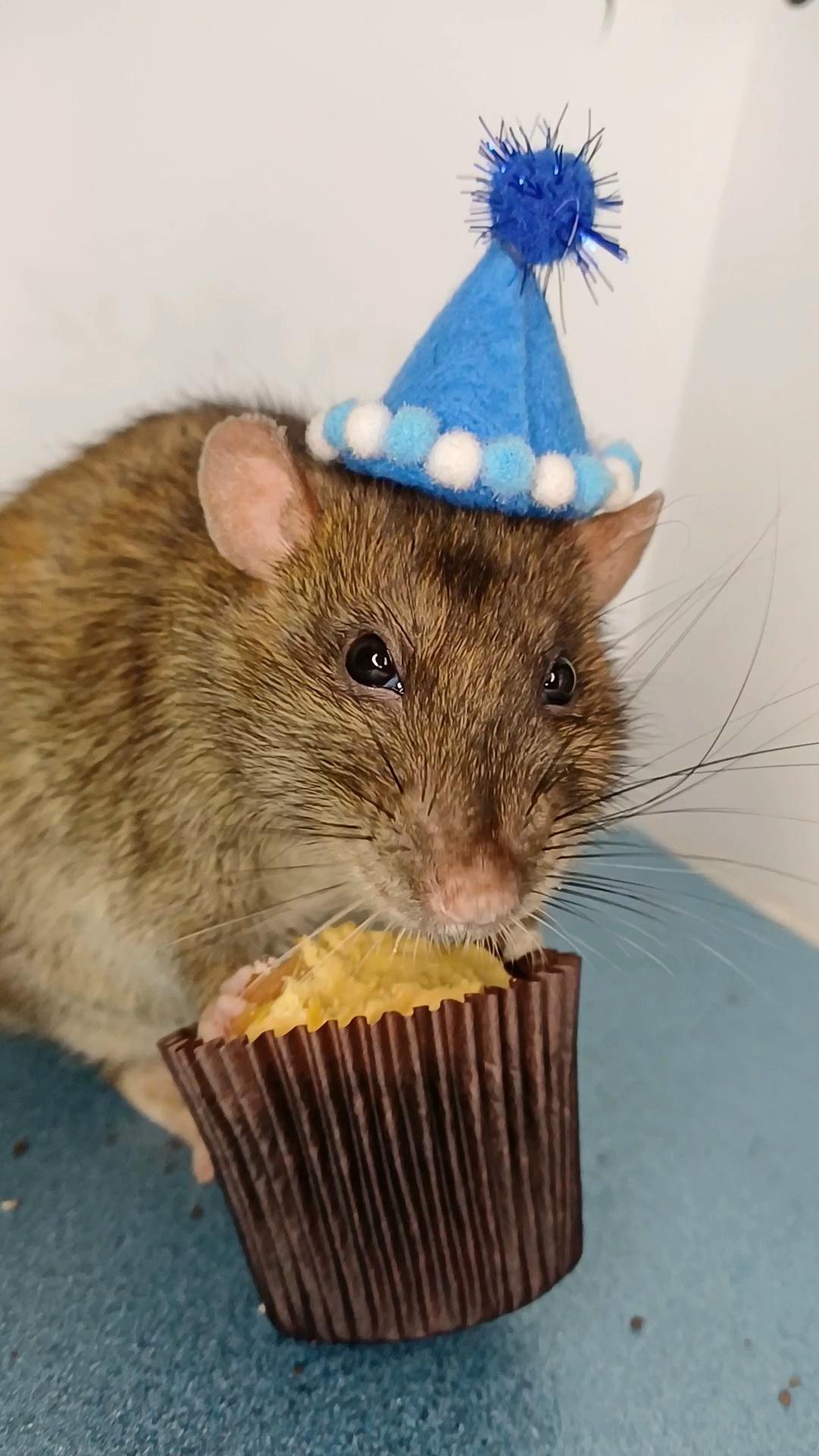 A brown rat wearing a blue party hat eating a cupcake.