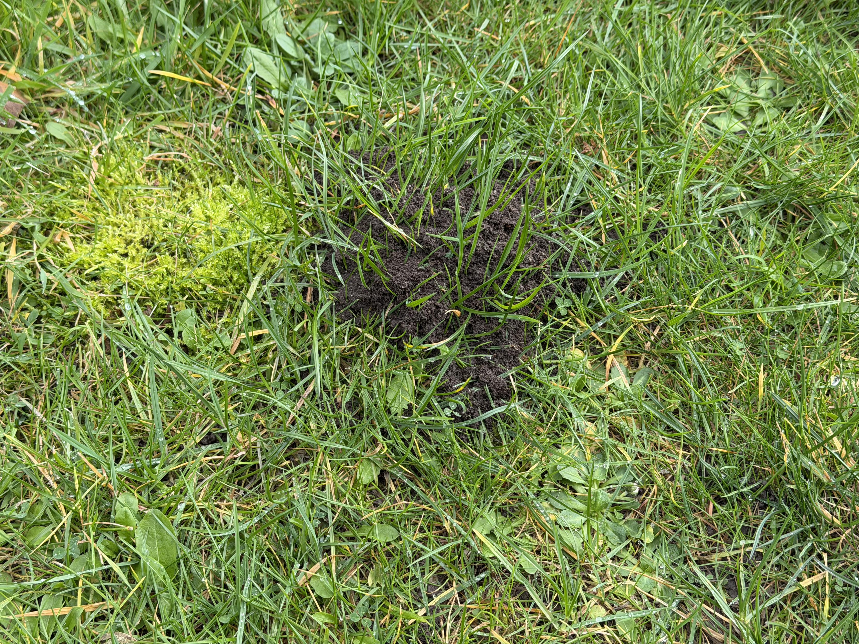 A patch of raised dirt in the middle of grass.