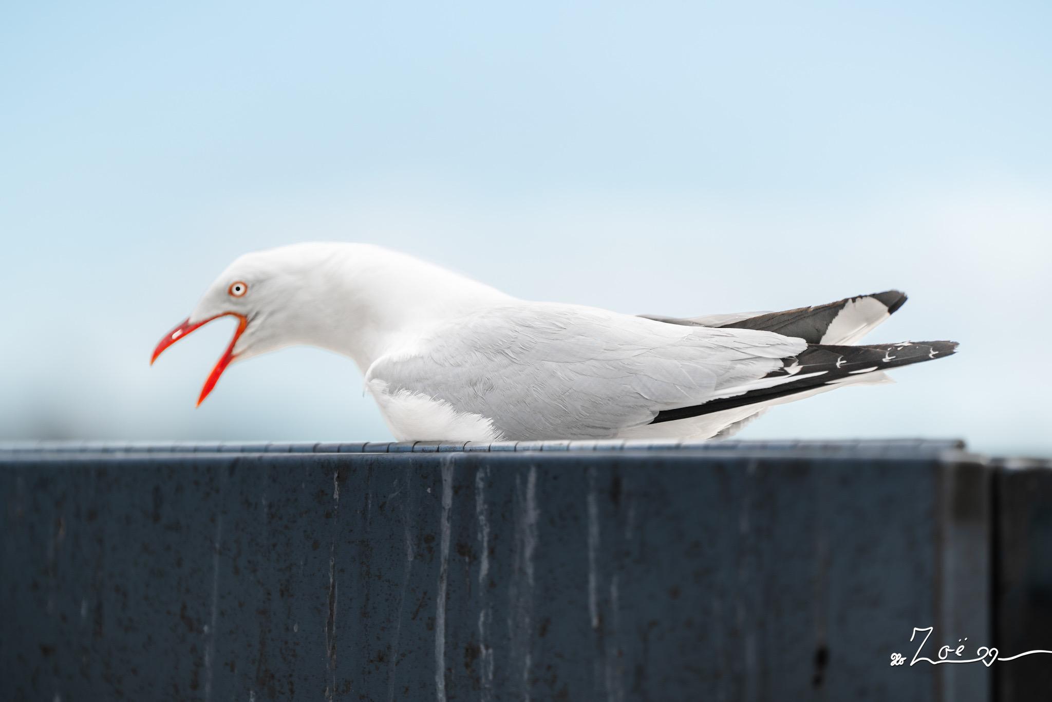 a silver gull sitting on a metal wall, screaming loudly