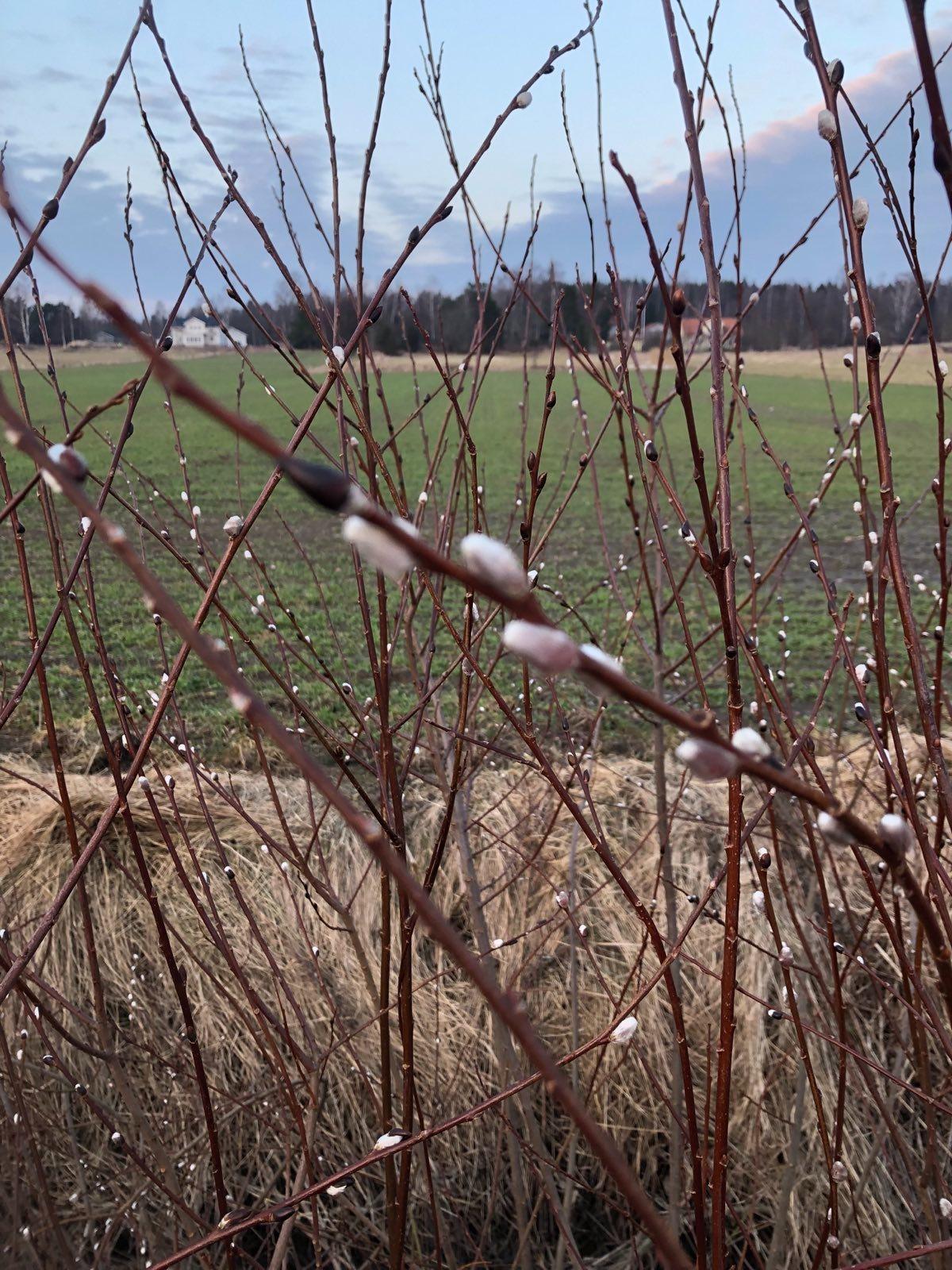 Photo through a bunch of bare branches full of pussy willows with a field, a forestline, and a cloudy sky in the background.