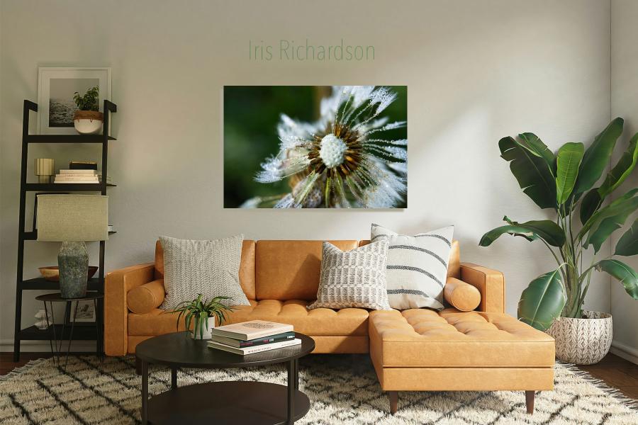 Dandelion macro print hanging over sofa in living room setting