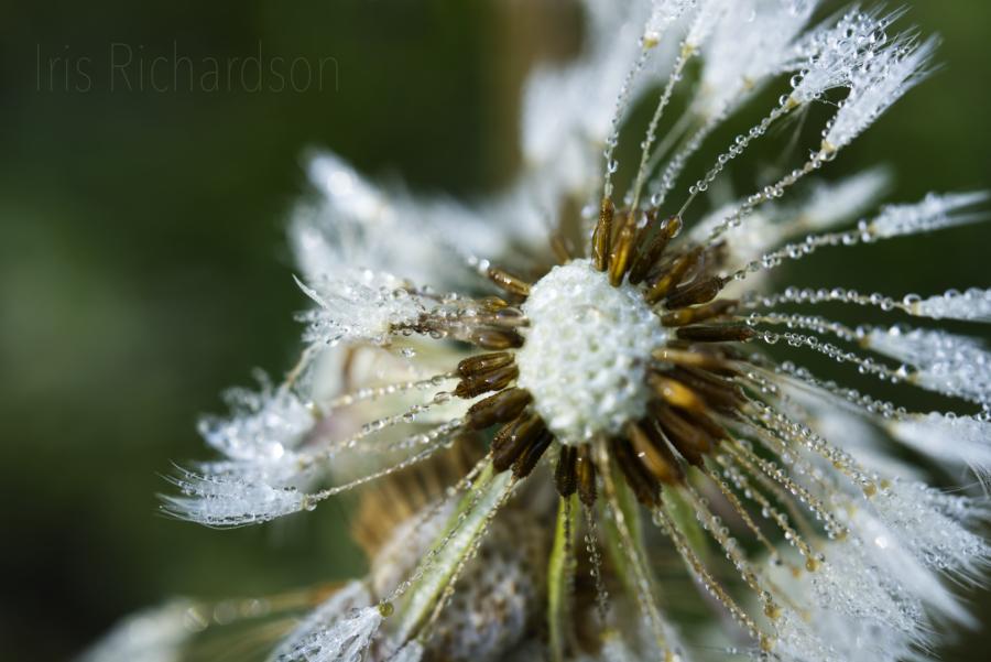 Dandelion parachutes with seeds and water droplets macro photograph