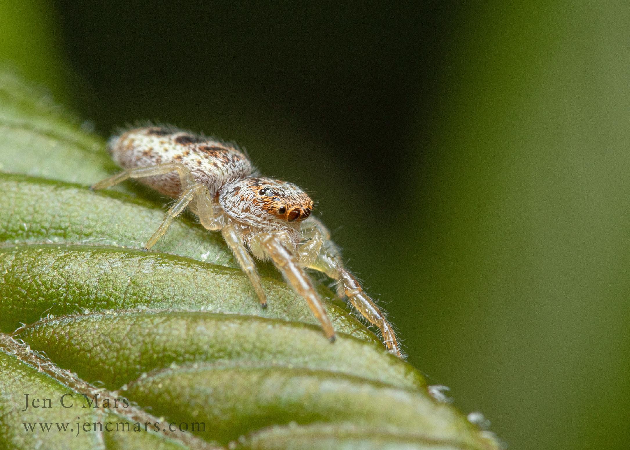 Photo of a spider on a curved spring leaf. The spider has a long body with three brown spots along the back and an orange face with a pair of large, front-facing eyes.