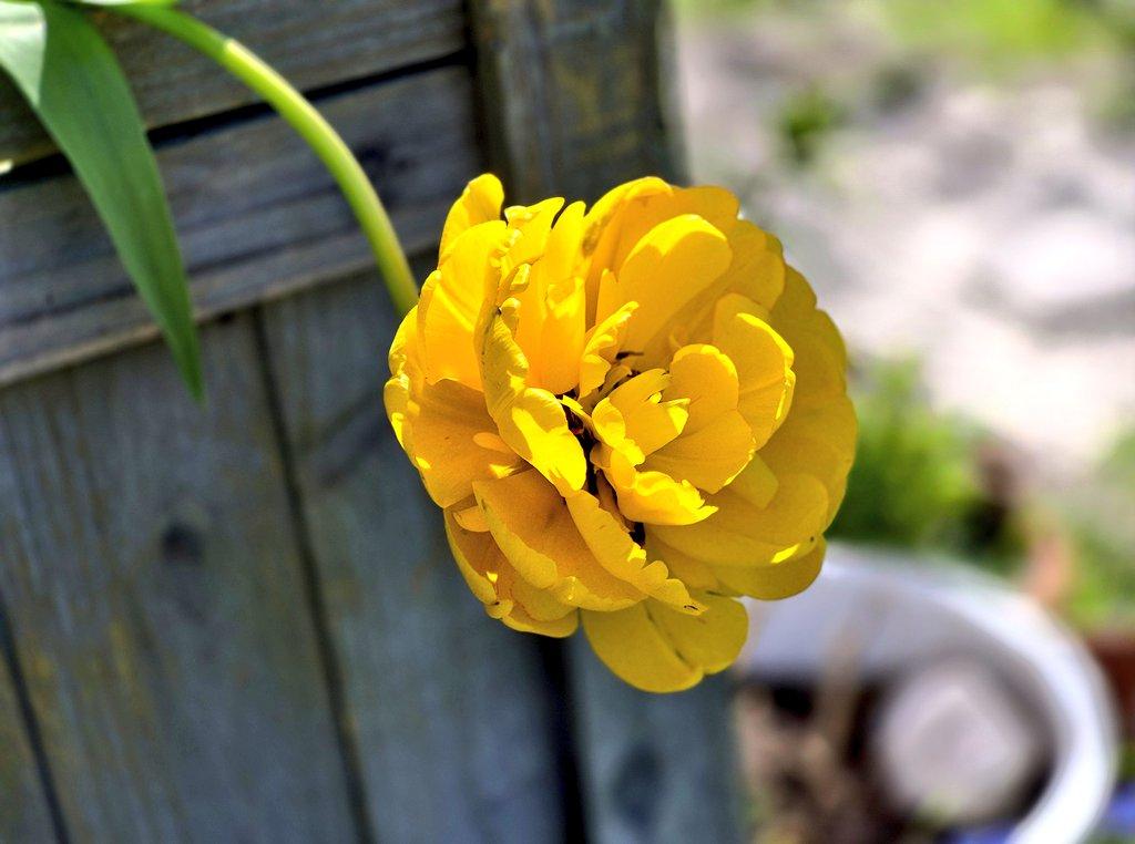 Gelbe rosentulpe