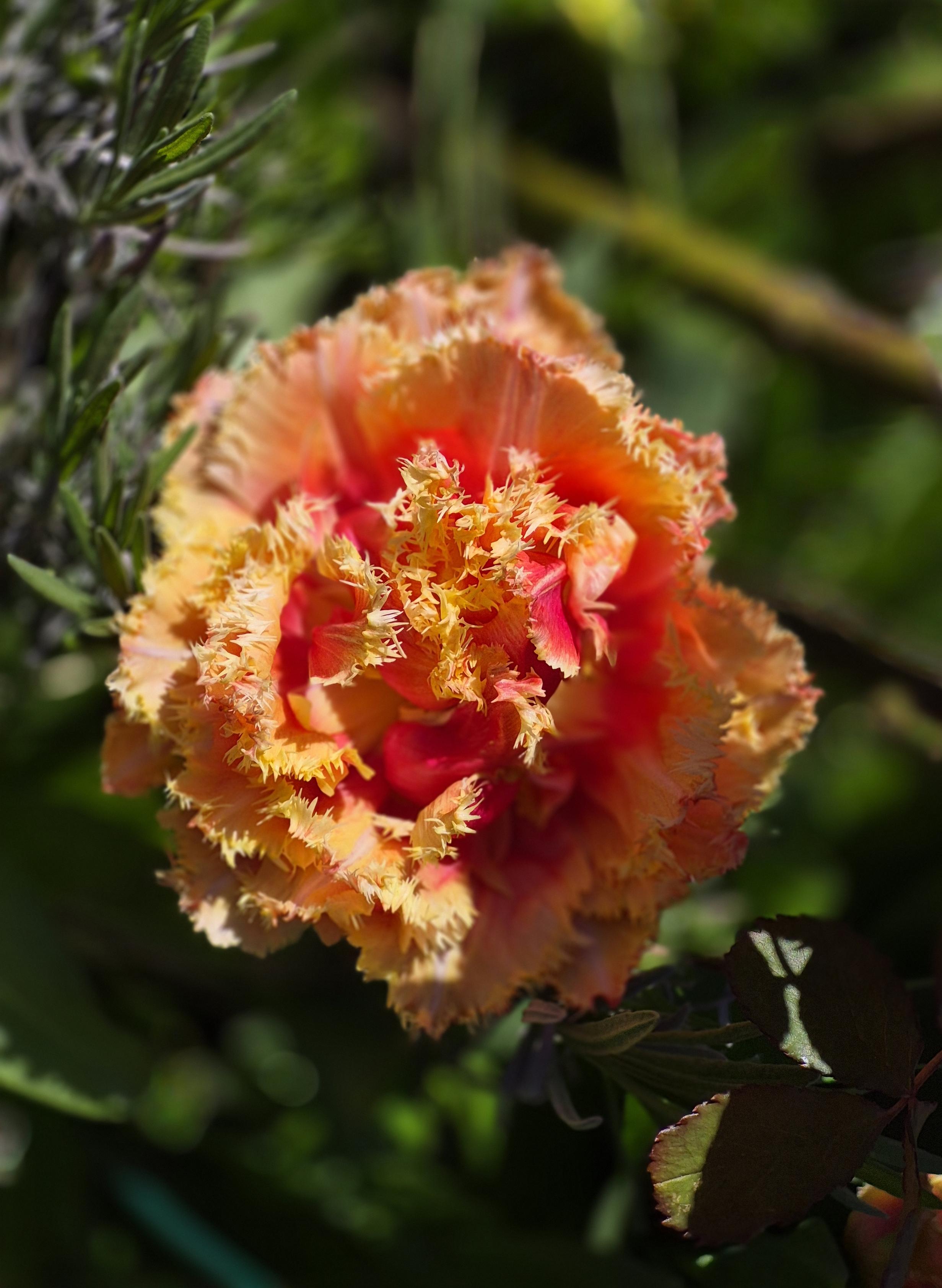 Tulpe orange gelb mit gefransten Blatträndern