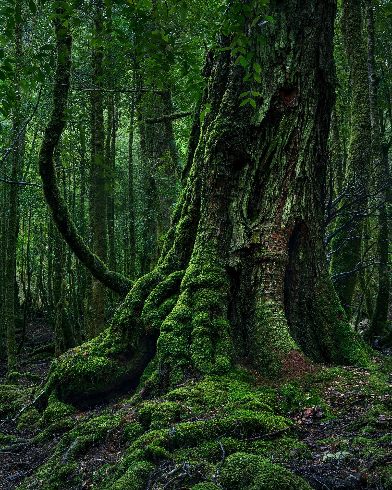 a grand mossy tree portrait in the moderately dark forest. Large roots and mossy bottom sections of the tree at the front, muted forest in the back