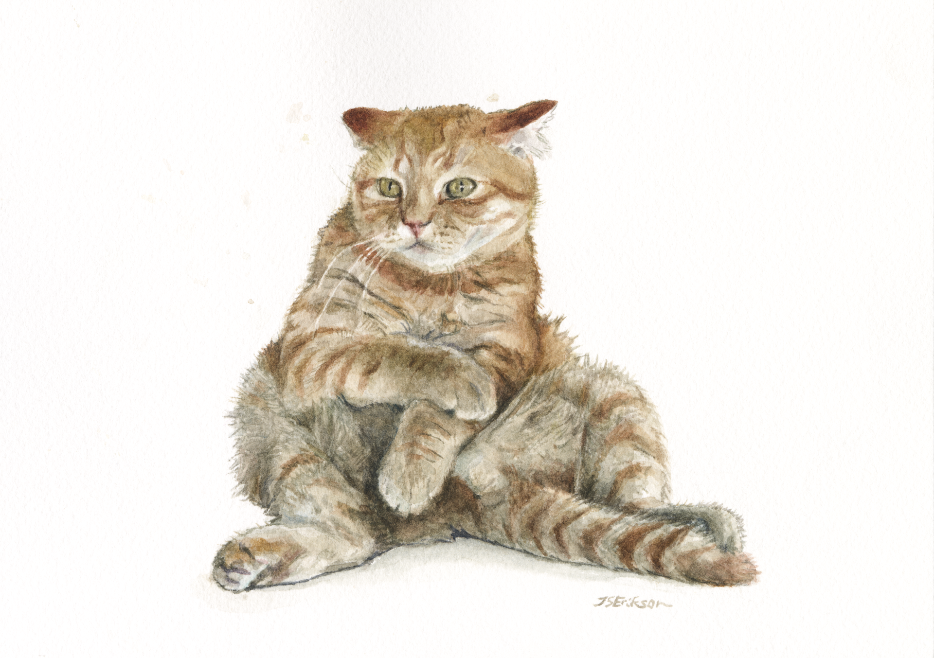 A ginger cat on a white background. The cat is sitting aimlessly on its butt, its front paws crossed and leaning on its stomach. The cat seems confused and annoyed at the same time.