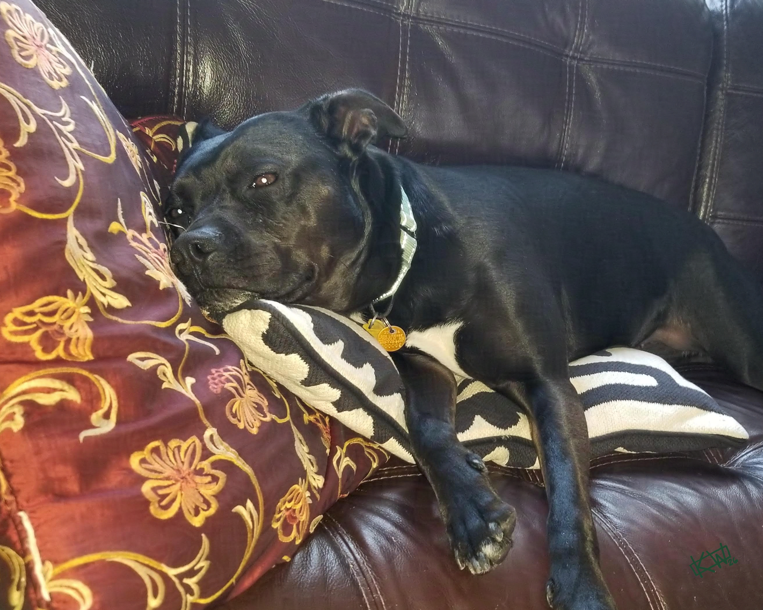 Photo of a large black lab lounging on a leather couch covered in soft pillows. Her face is the picture of contentment.