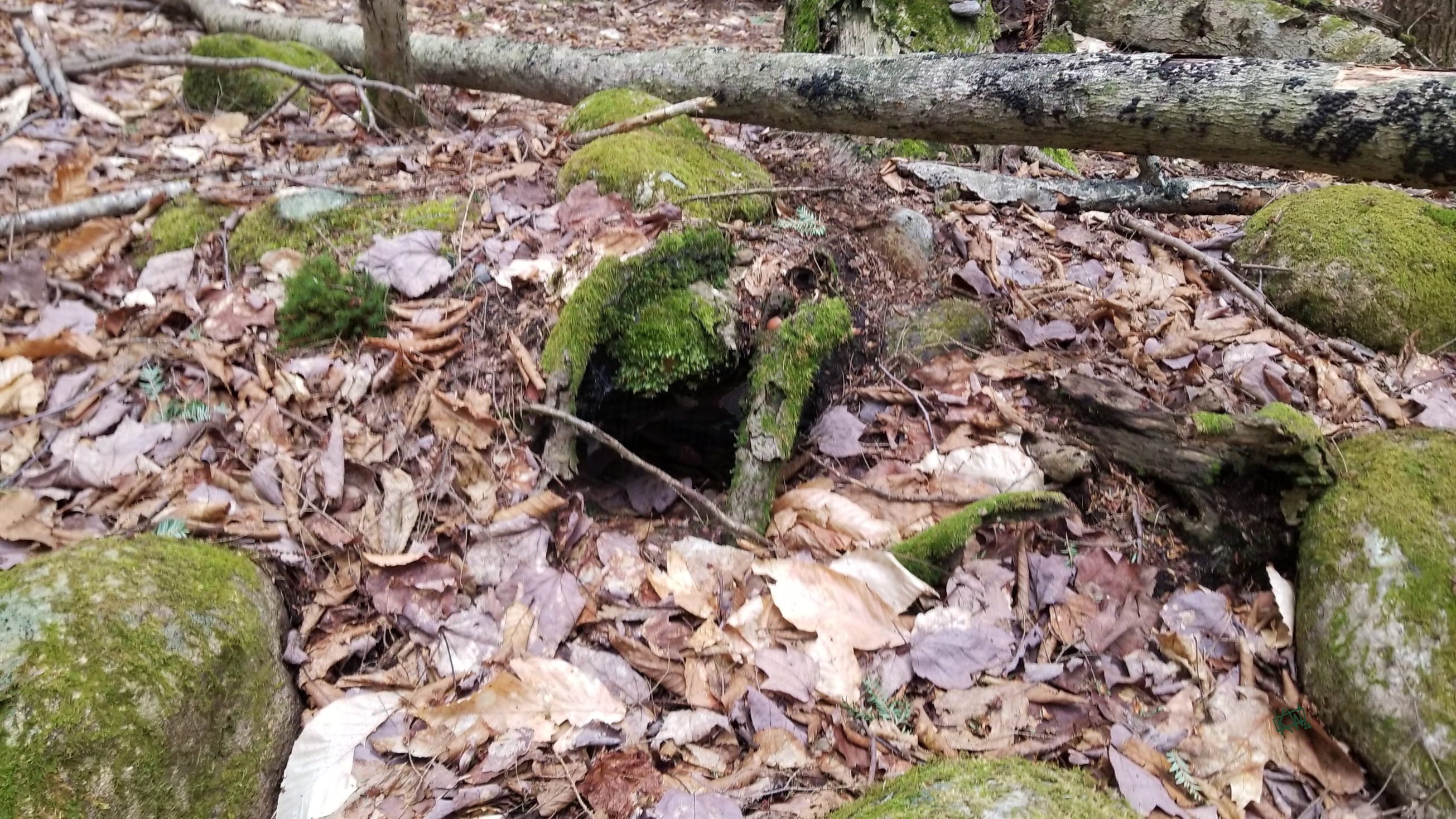 Photo of tree roots growing over and framing a hole in an old rotted-out log (covered in moss) amid large stones (also covered in moss), fallen trees (somewhat covered in moss) and dead leaves (some of which look distinctly mossy).