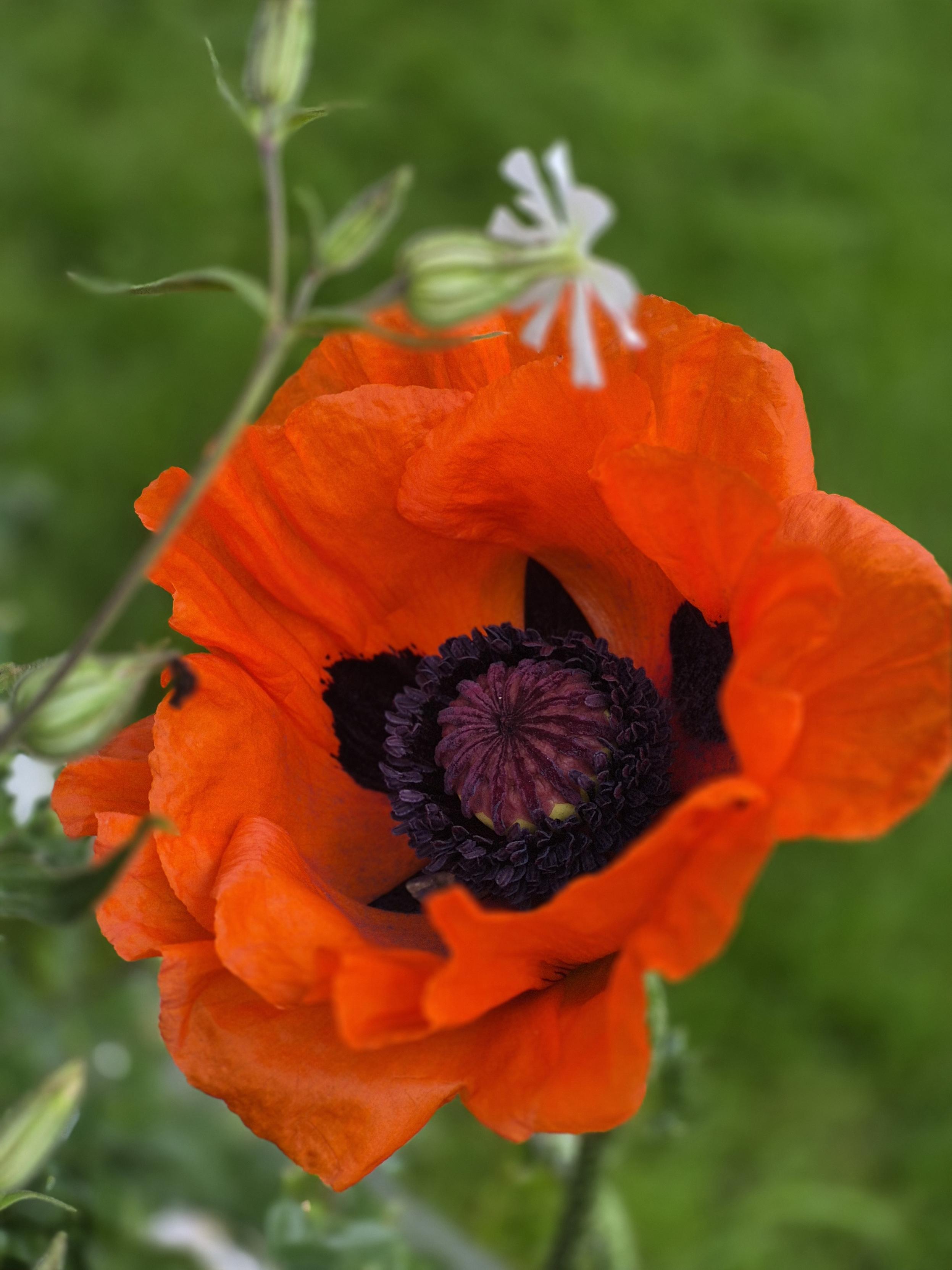 Mohn