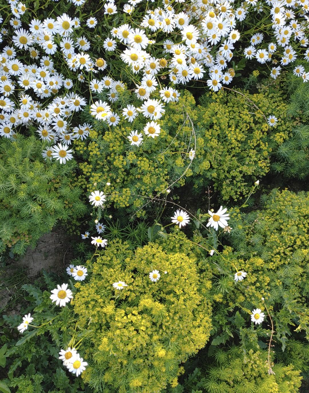 photo of pretty chamomile flowers shot from above. It's the edge of a whole field, colonising the neighbouring one.