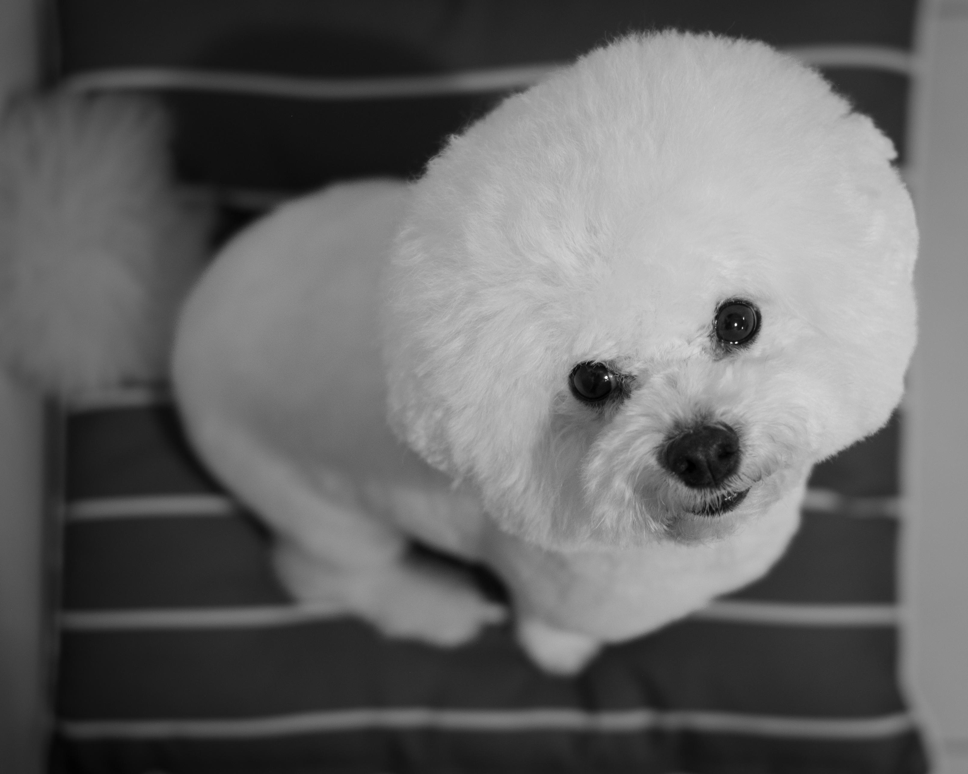 Black and white photo of George! (Small white fluffy dog) on a cushion.