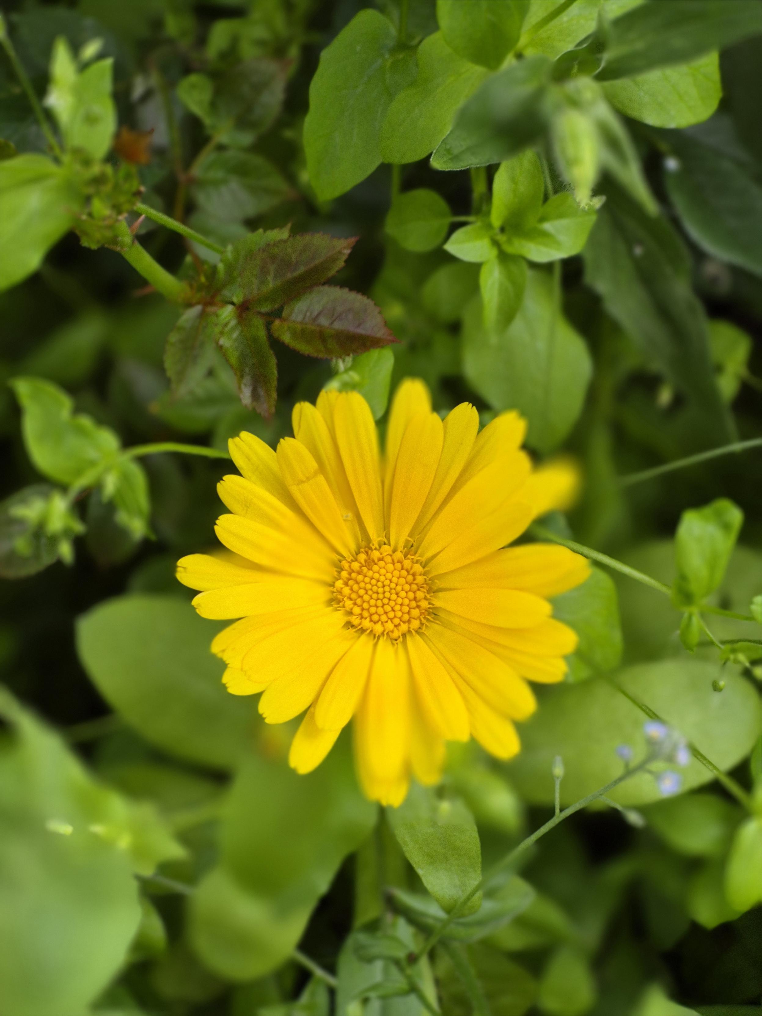 Ringelblume