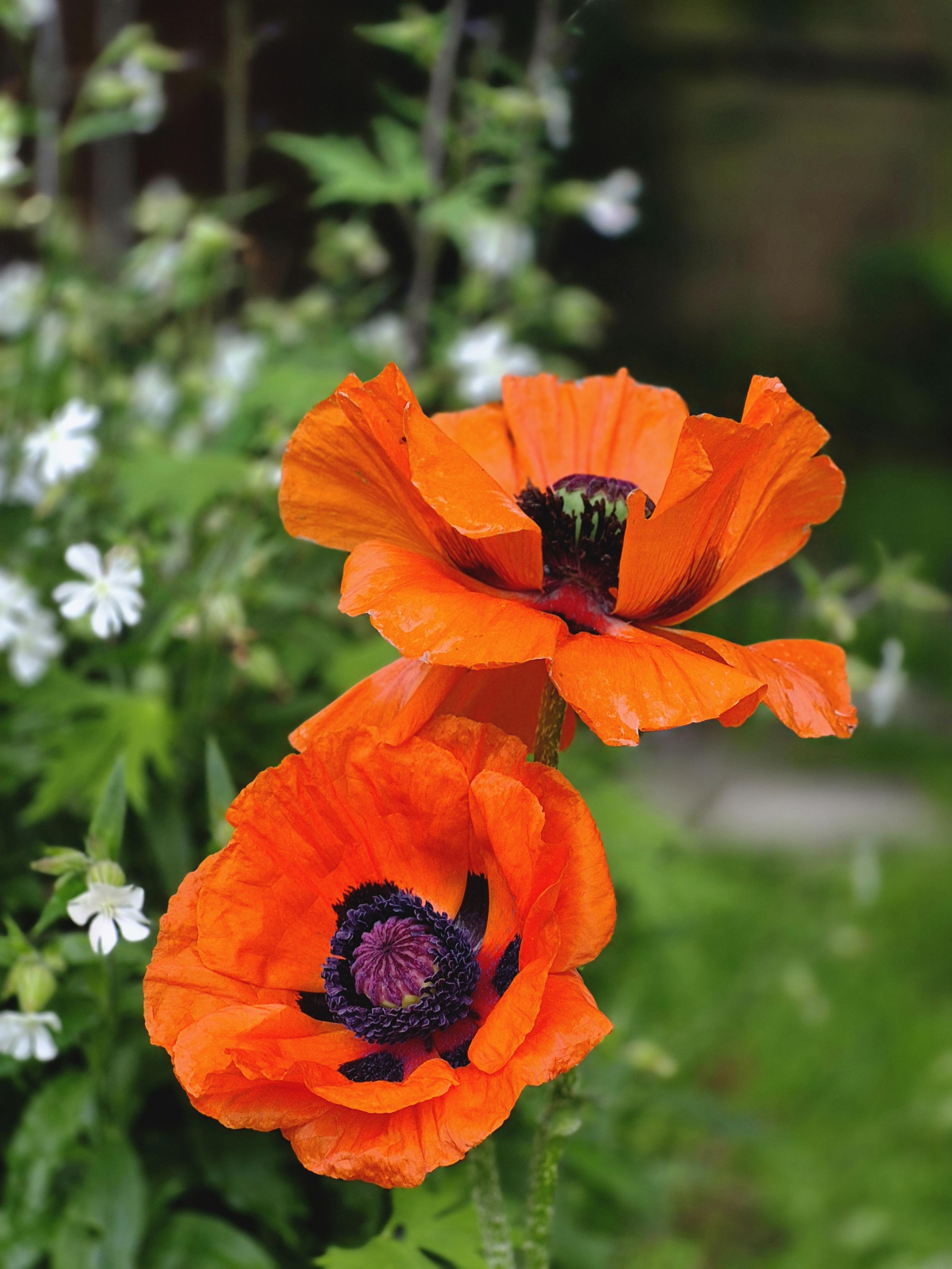 Türkischer Mohn