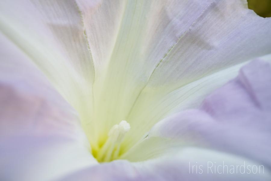 Soft pink morning glory macro photography