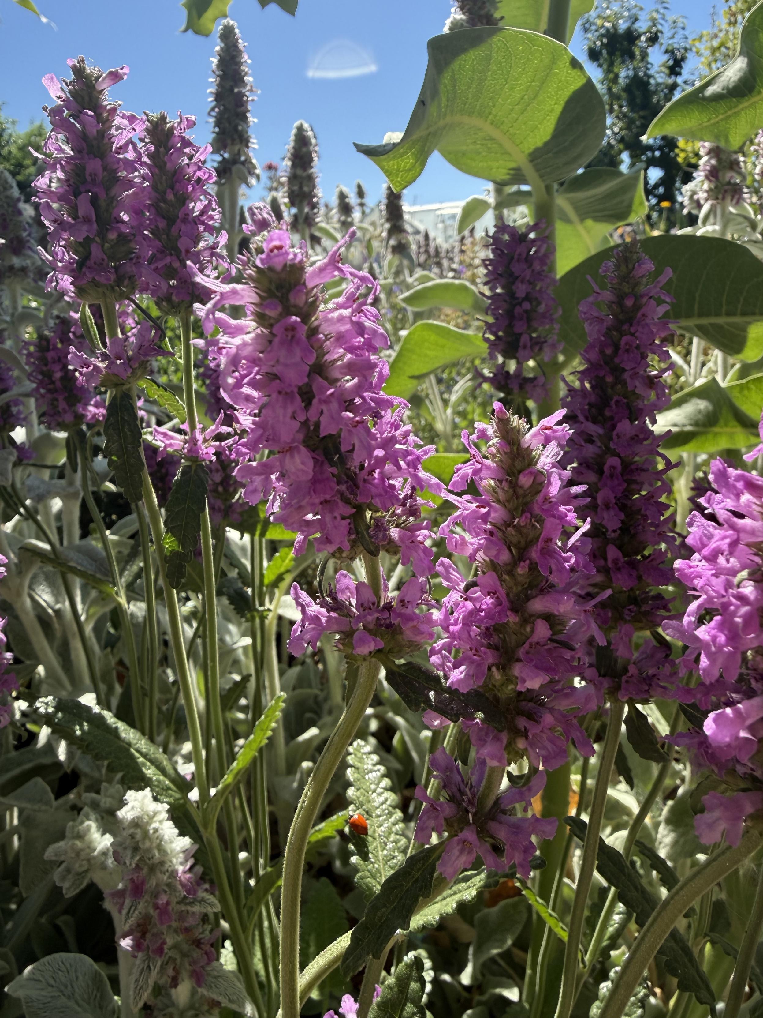 Stalks of betony, or wood betony flowers in pink-lavender color in full bloom. Blue sky beyond the flowers.