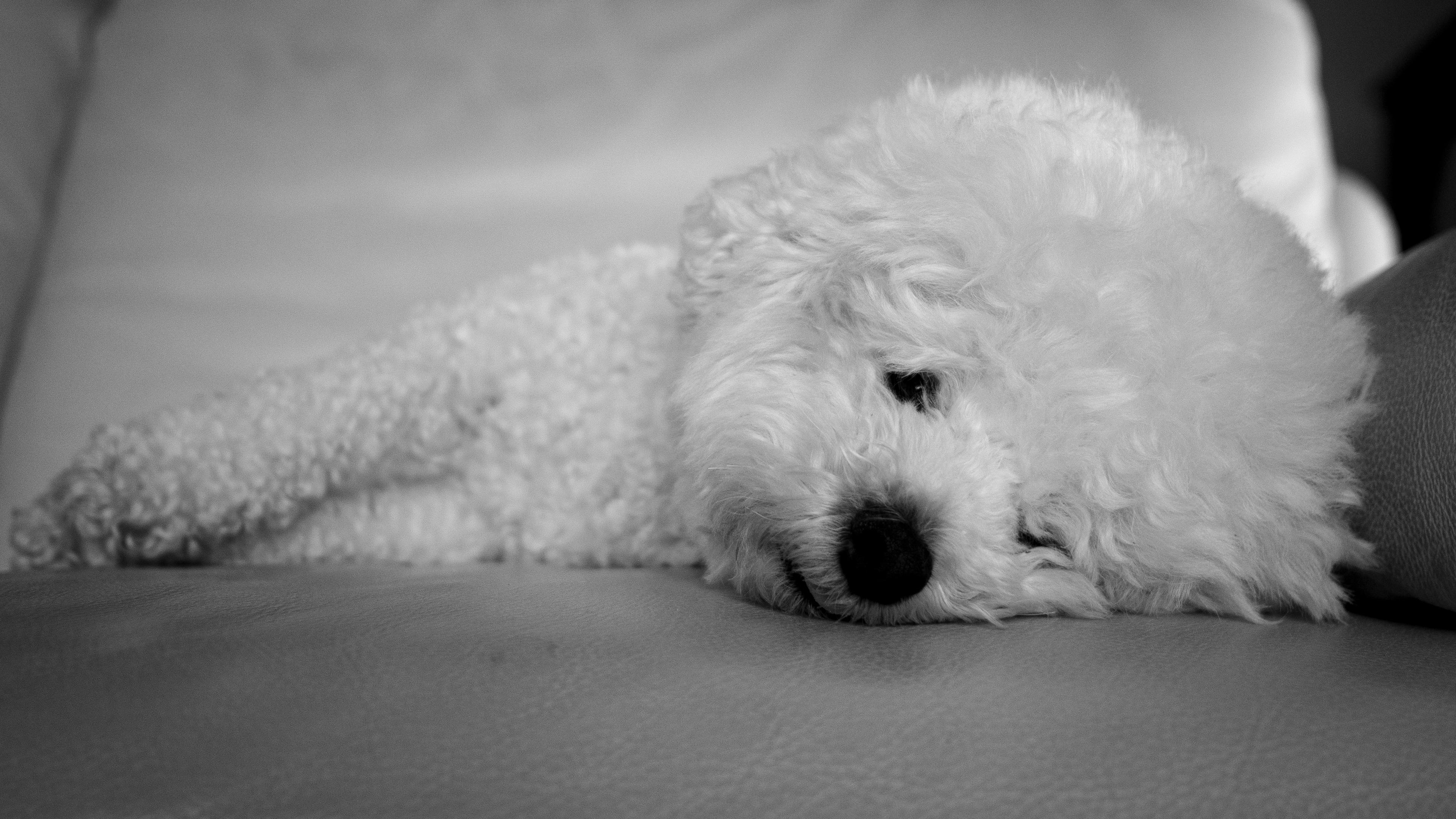 Black and white photo of George! (Small white fluffy dog) lying on the sofa.