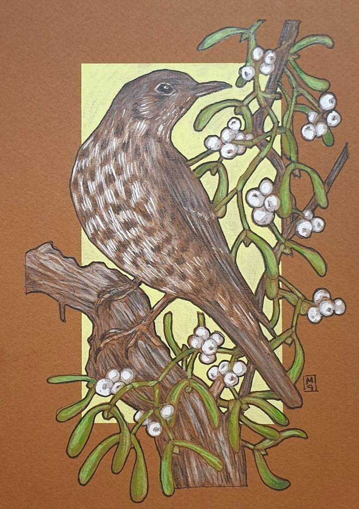 A small drawing of a mistle thrush bird sitting on a branch laden with mistletoe with white berries. The bird is brown with a pale breast with dark spots. The drawing is on brown paper with a light green background.
The mistle thrush likely got its name from its love of mistletoe - it will defend a berry-laden tree with extreme ferocity!
An original art work, please note that the frame is not included.
Colour pencil and mixed media on acid free toned artist paper
5 by 7 inches (12.7 by 17.8 cm).