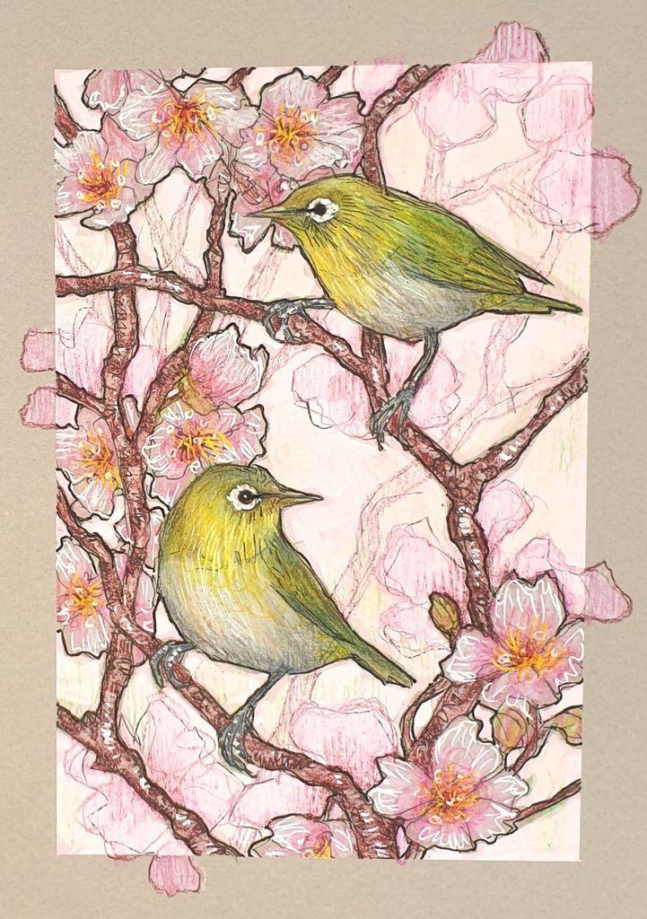 A small drawing in colour of two Japanese white-eye birds sitting on branches with pink spring blossoms. The background is a very light shade of pink.
The Japanese white-eye, known as mejiro in Japan, is a small, vibrant bird that has long captured the admiration of birdwatchers and nature enthusiasts. Recognizable by the distinct white ring around its eyes.
An original art work, please note that the frame is not included.
Colour pencil and mixed media on acid free toned artist paper
5 by 7 inches (12.7 by 17.8 cm).