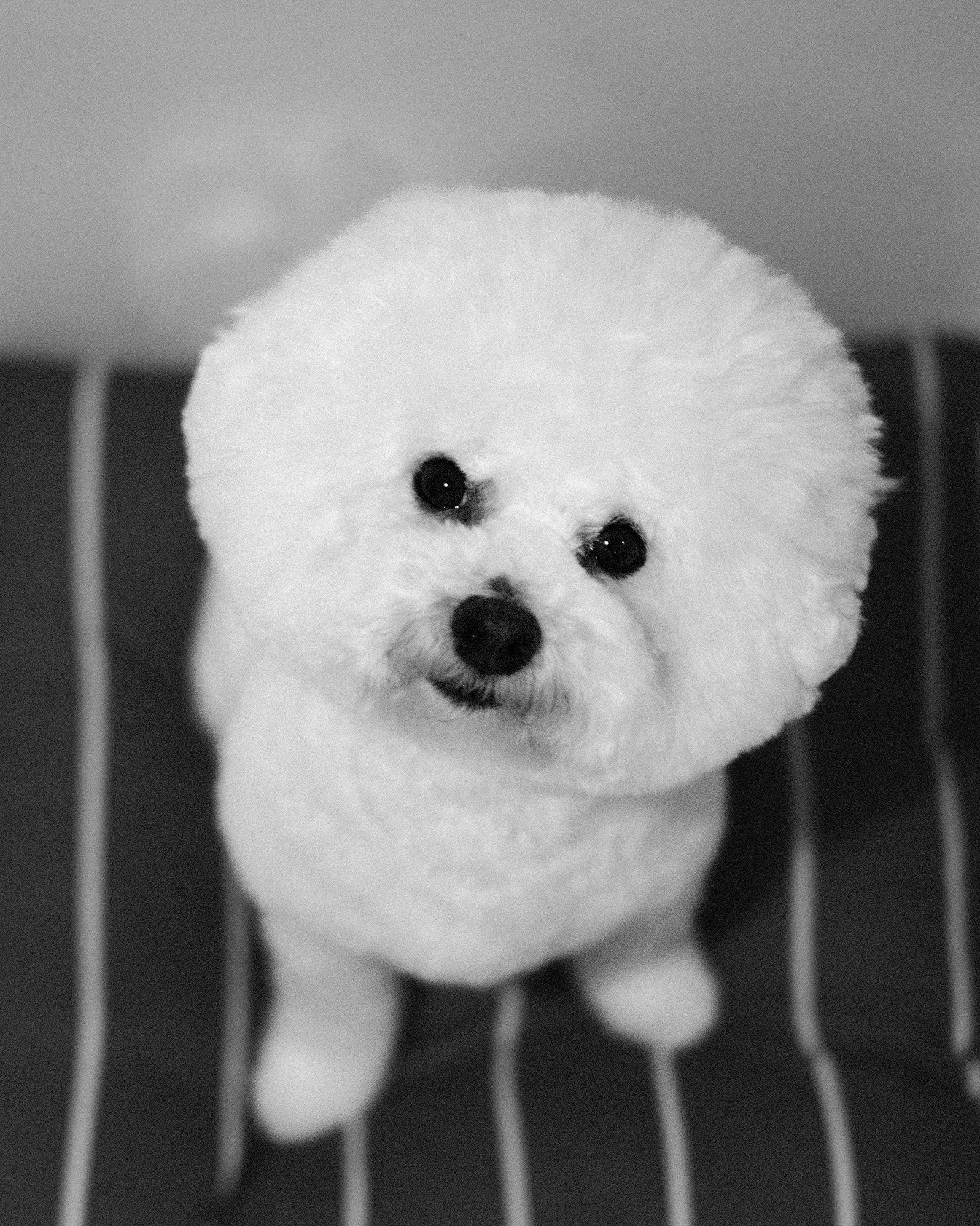 Black and white photo of George! (Small white fluffy dog) on a cushion.
