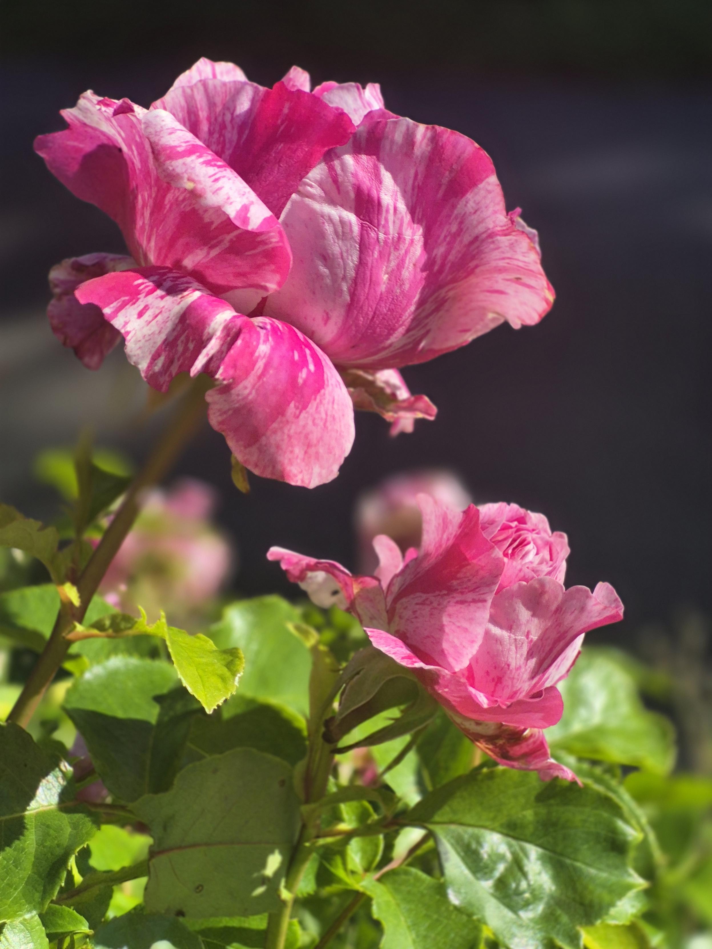 Rose "colibri"