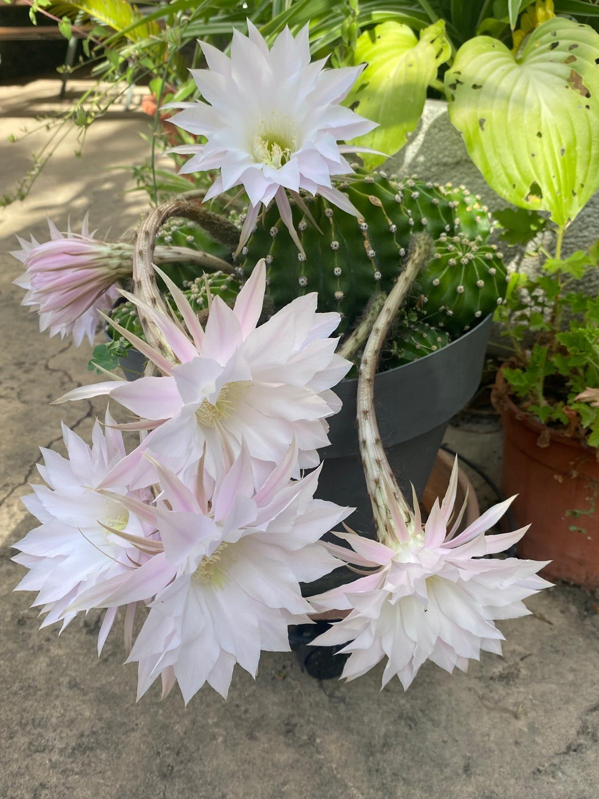 A photo with some white-pink cactus flowers in long stalks.