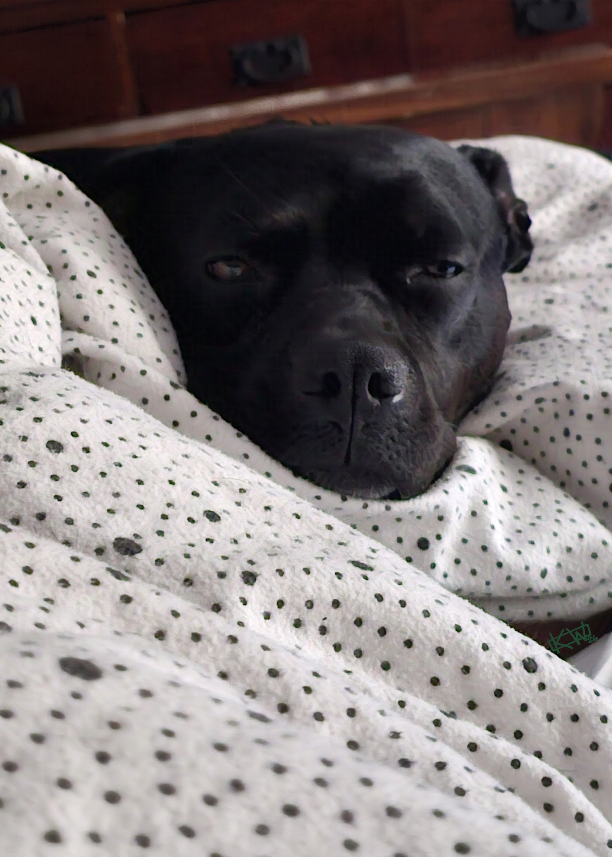Photo of a big puffy blanket that's white with black spots. Sticking out of the blanket is a big Labrador mutt's head, showing her sleepy eyes and adorable snoot.