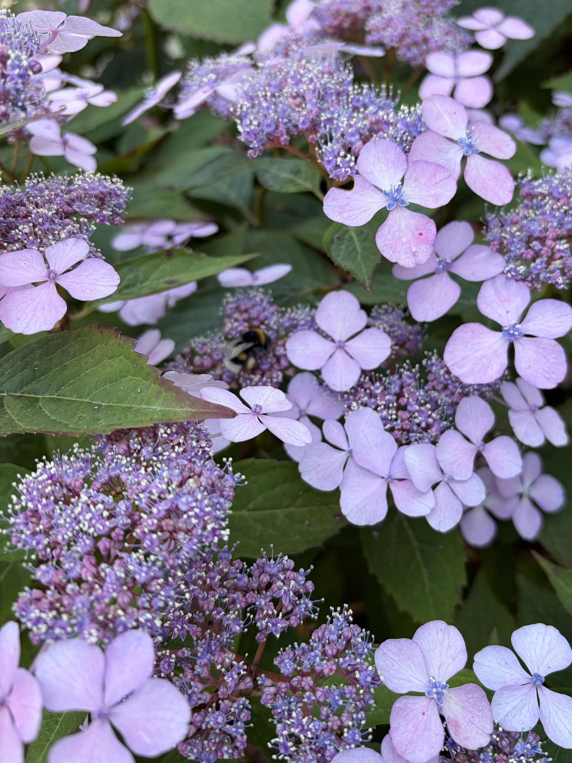 Photo of a hydrangea plant with pink and purple flowers. In the middle of the flowers you can also see a bumblebee.