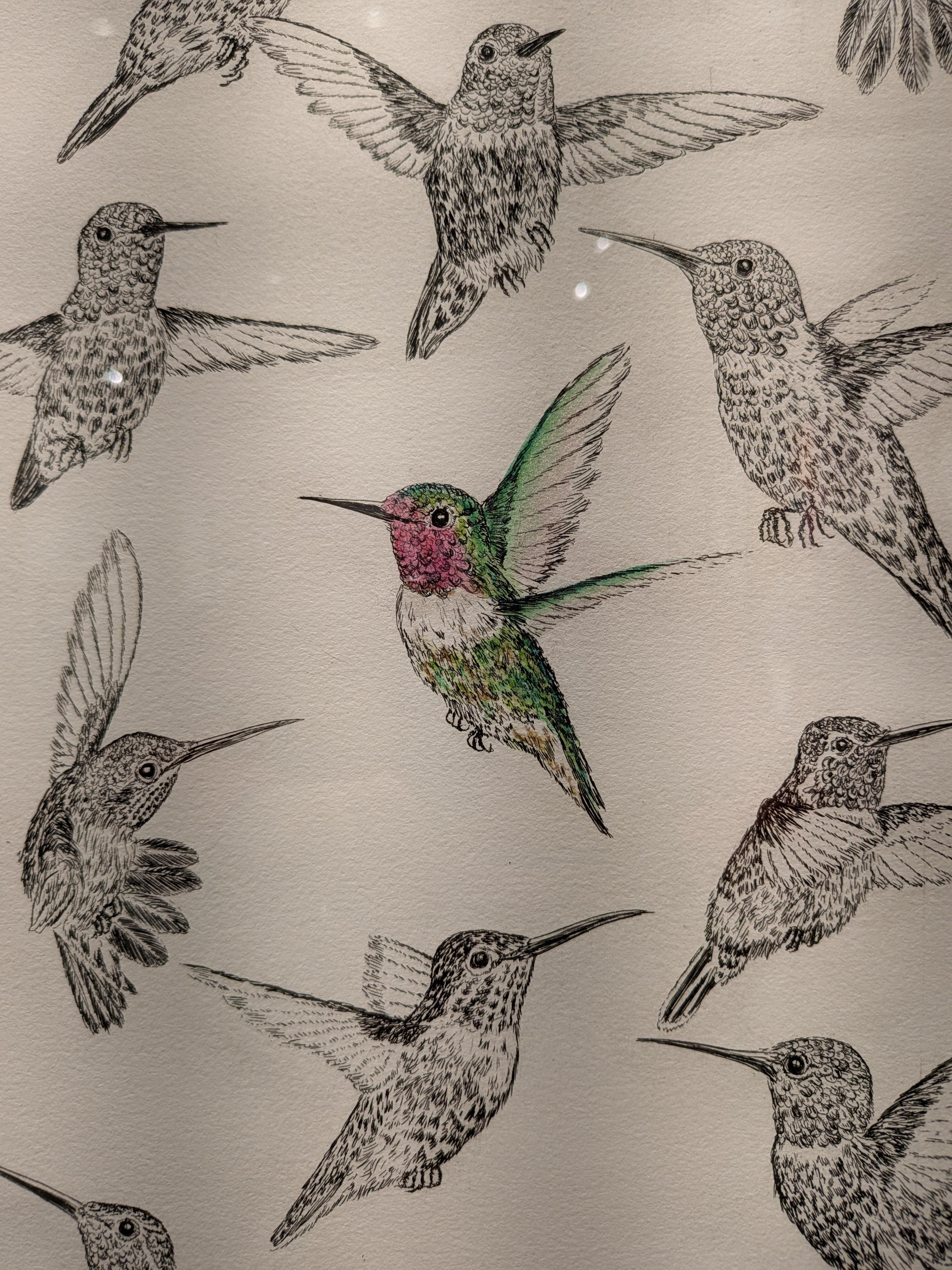 Black and white etched hummingbirds dance around a central bird that has been hand tinted with interference watercolor to provide a special shimmer