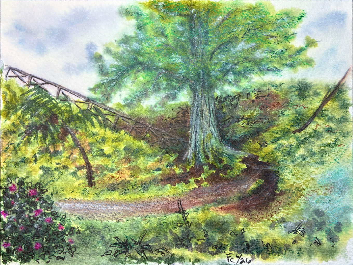 An ink and colored pencil illustration of a path looping around a mossy hillside, a large, moss-covered tree taking up the centerpiece of the image. In the lower right a dark green shrub flowers in spots of pink, while small plants and low foliage grow in the foreground. A fence in the mid-ground marks where the path continues up the hill and out of sight to the left. The artist's signature, "Fc 6/26" is in the bottom middle-right of the drawing.