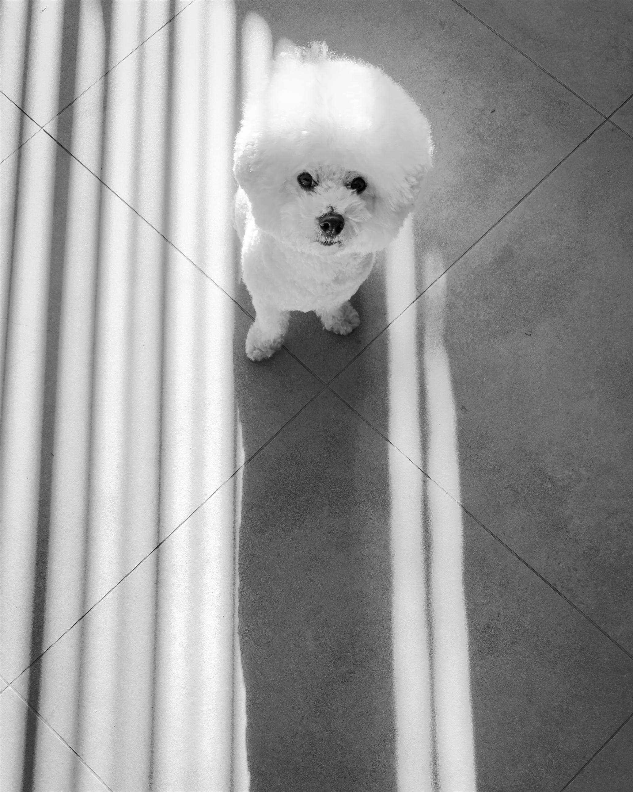 Black and white photo of George! (Small white fluffy dog) in window light.