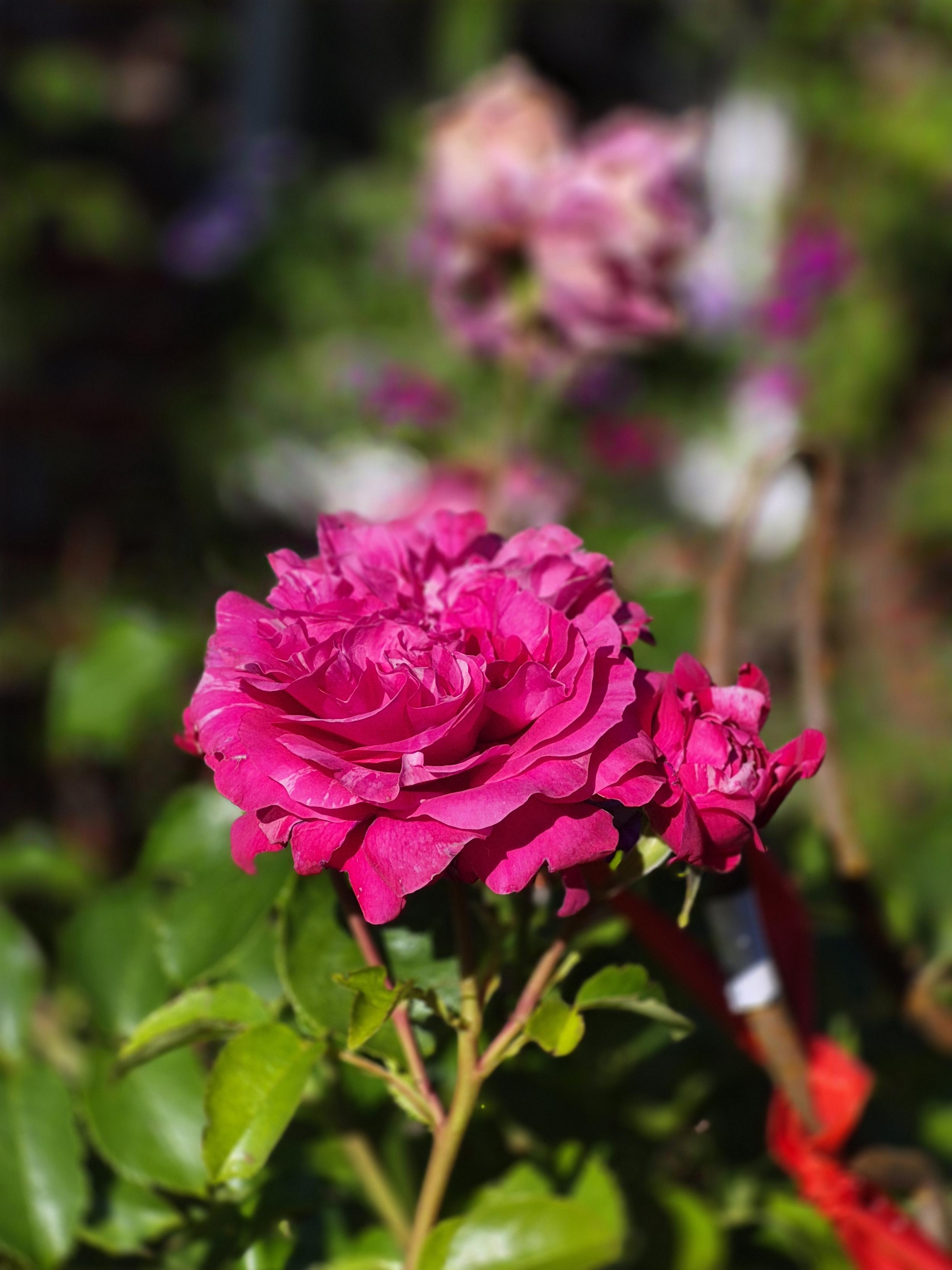 Pink weiß marmorierte Rose Sorte colibrì