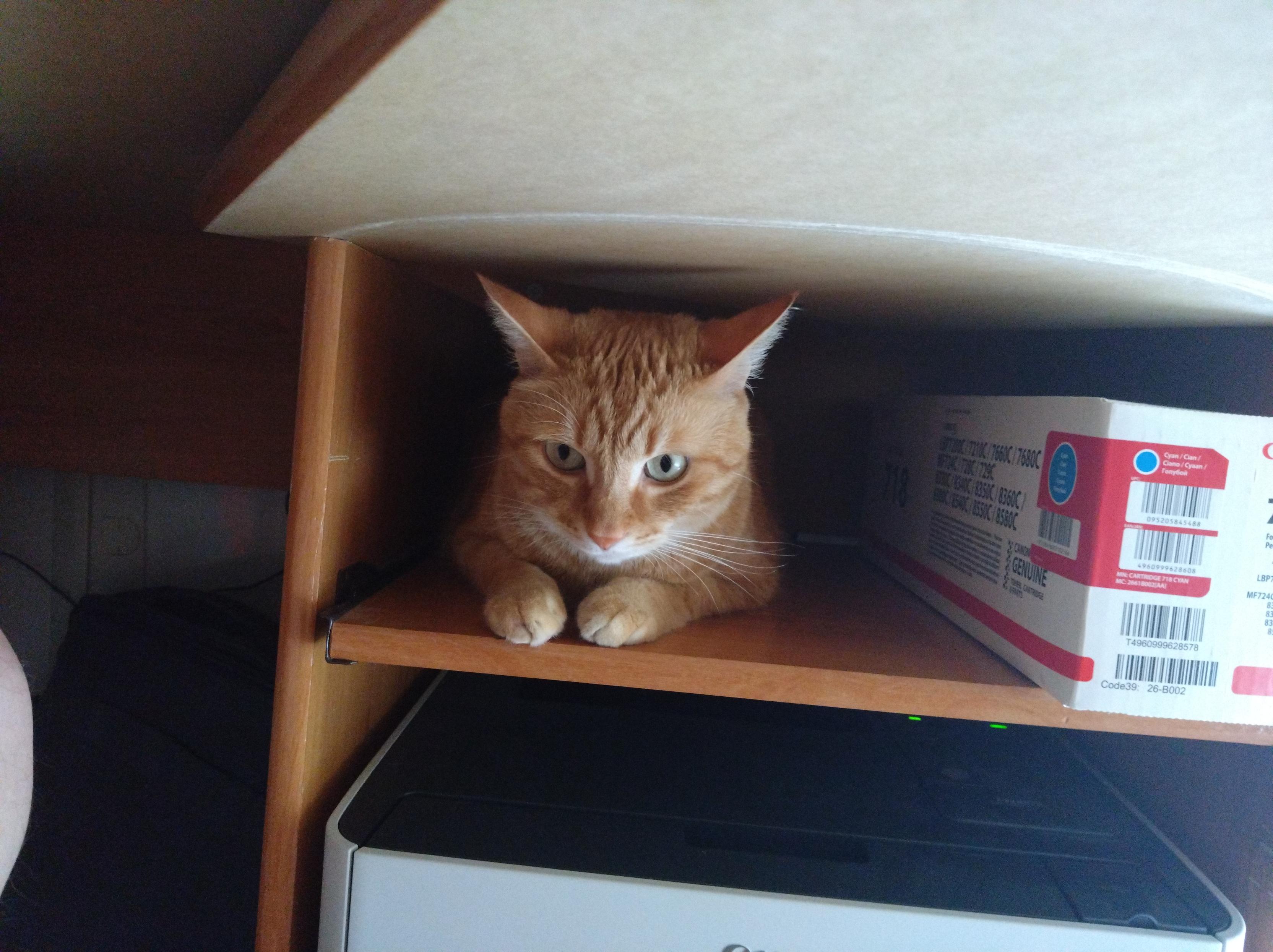 Not-Our-Cat, a ginger tabby, laying beside a toner cartridge box, above a laser printer, staring at the camera.